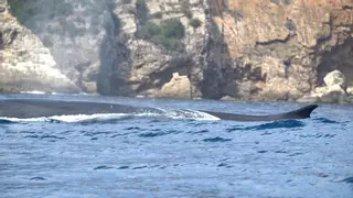 Ojo avizor en la costa de Dénia: ya se han avistado 38 ballenas y aún no ha comenzado la gran migración