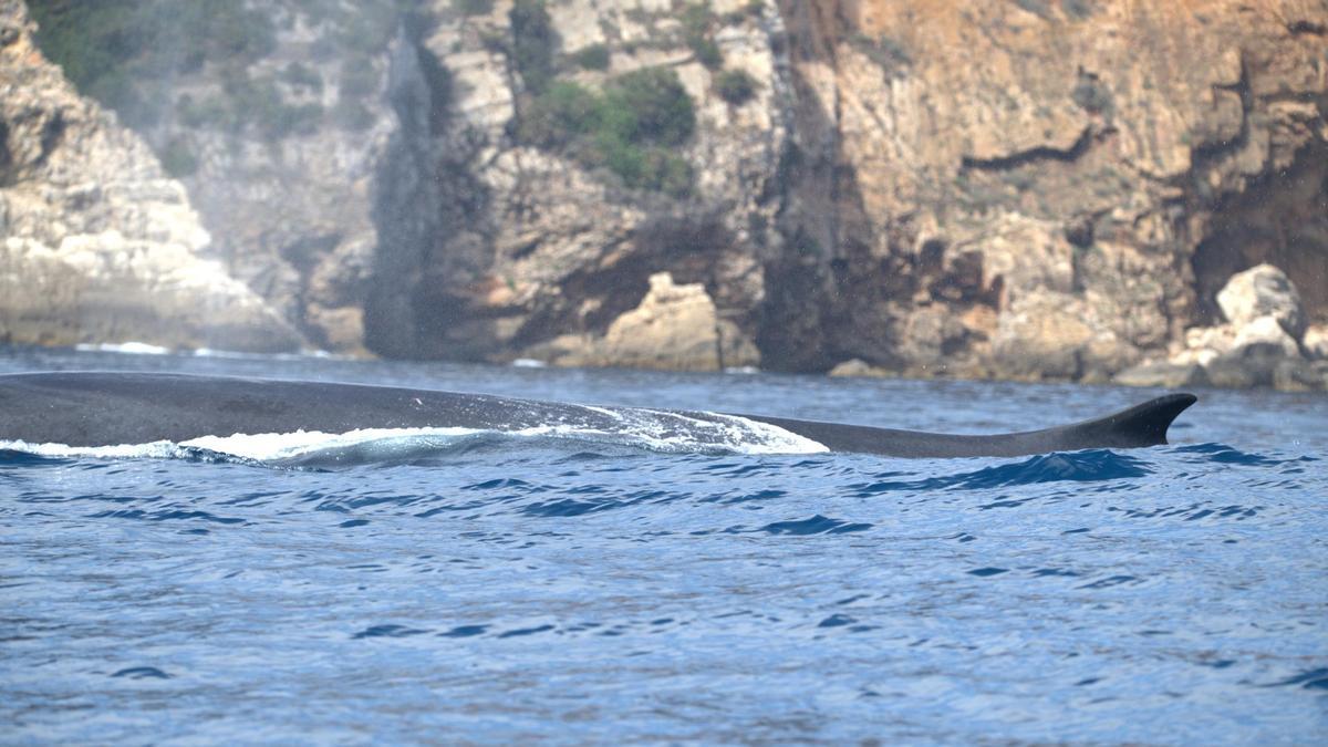 Un rorcual pasa por la reserva marina del cabo de Sant Antoni