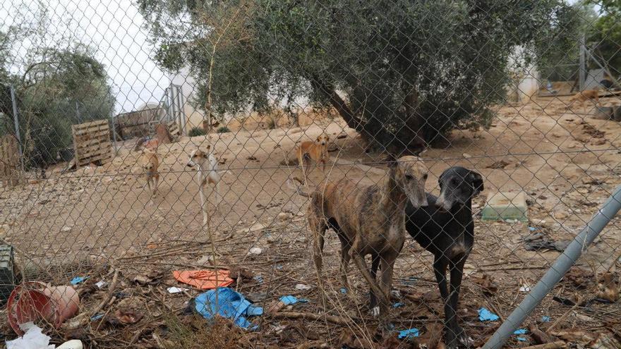 Piden cárcel e inhabilitación para dos cazadores acusados de maltrato animal en Cabra