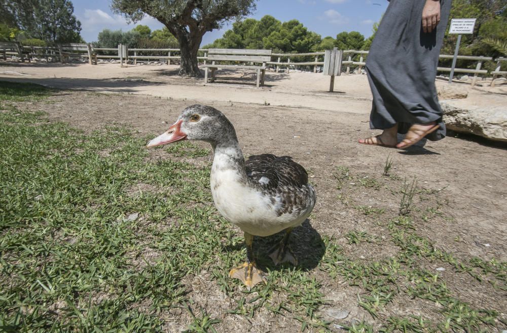 Sobrepoblación de patos en la UA