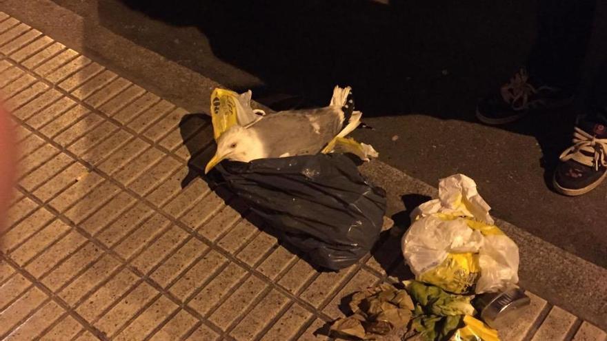 La gaviota rescatada por el gijonés en Pumarín, tras ser sacada de la bolsa en la que estaba encerrada.