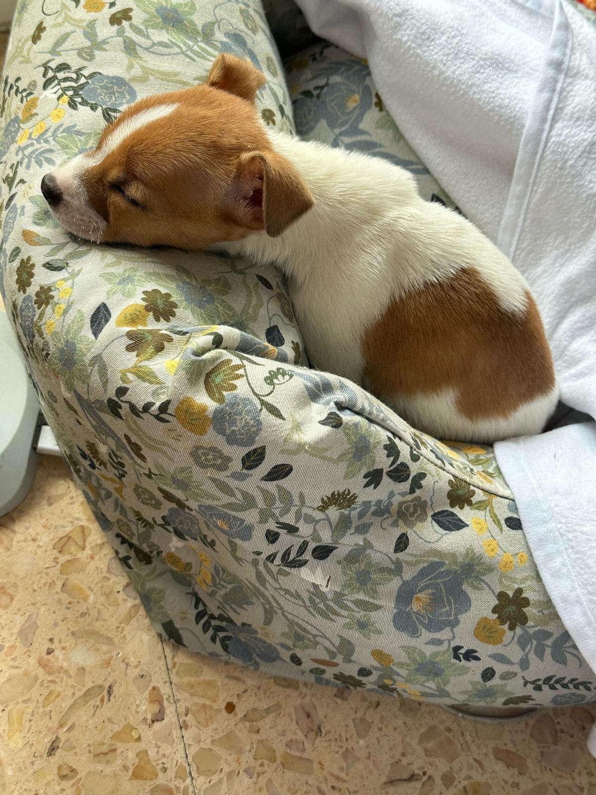 La perrita "Brave", ya en casa con su nueva familia.
