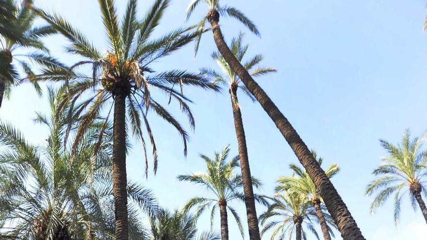 El Palmeral de Santiago y Zaraiche, ayer por la mañana durante la visita del alcalde.