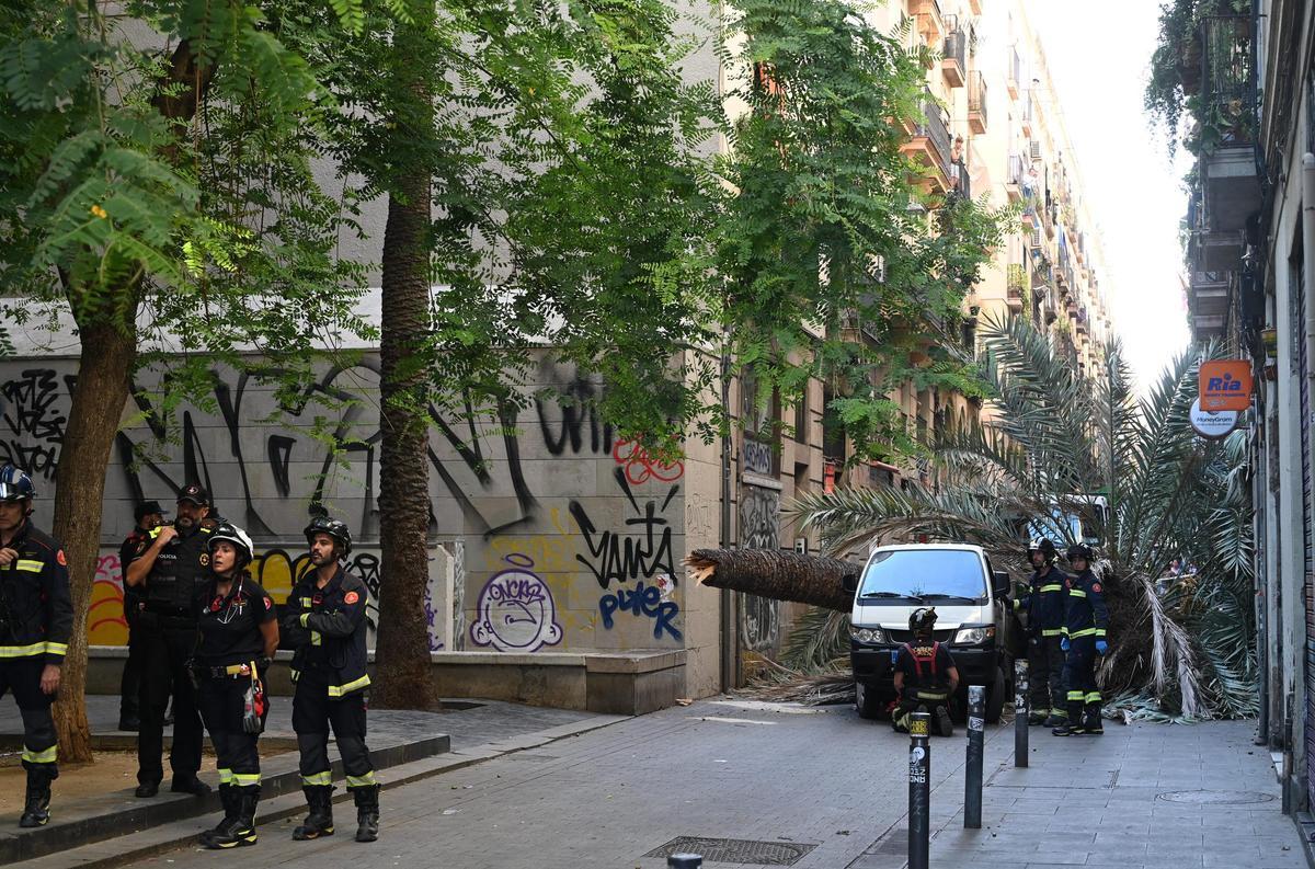 Muere una mujer al caerle encima una palmera en el Raval de Barcelona