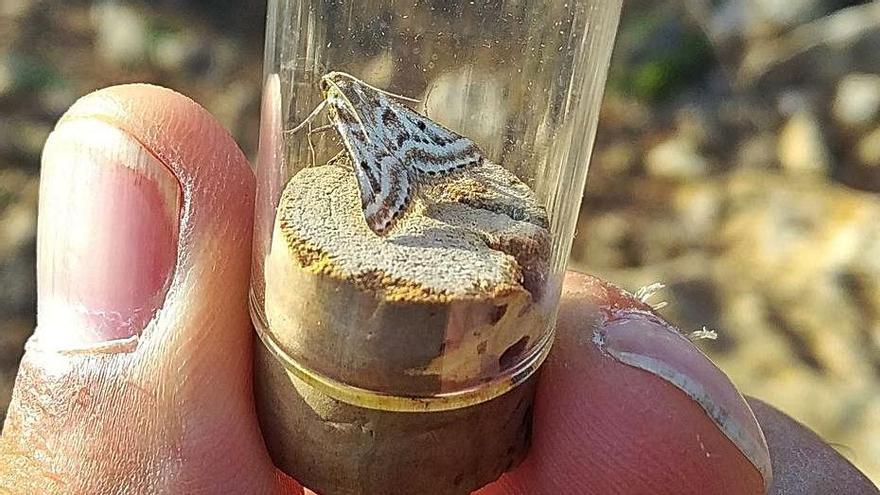 Cuatro de los insectos localizados en la campaña de control en la Reserva Natural de es Vedrà, es Vedranell i els illots de Ponent. | CAIB