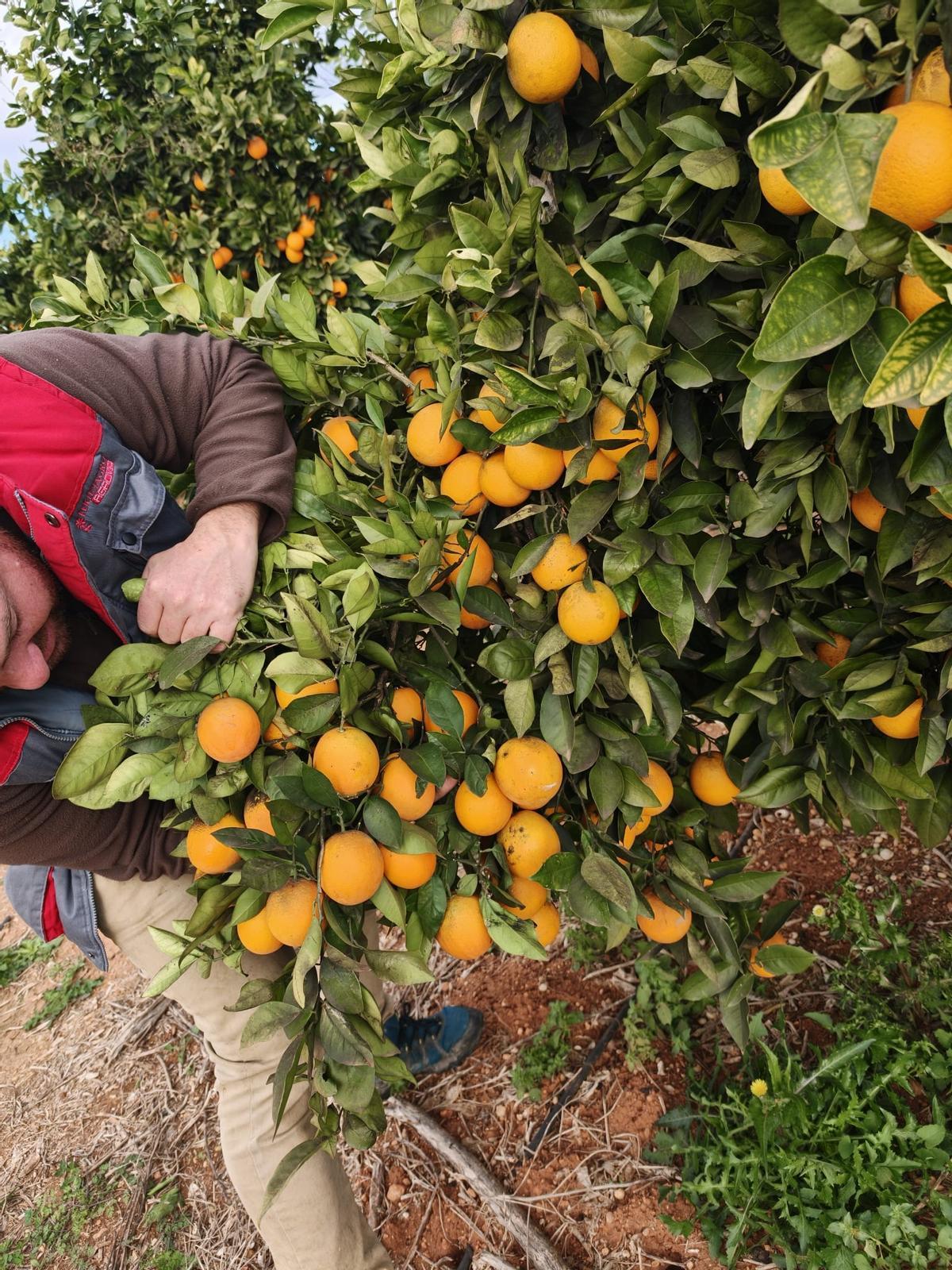 Campo de cítricos tratado por medio de aplicación foliar.