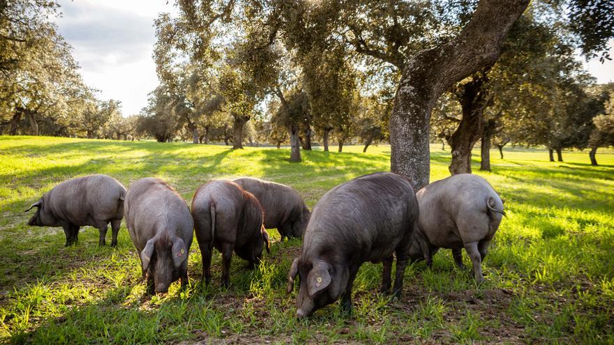 El sector porcino ibérico será el principal beneficiario de las ayudas de minimis del tercer Decreto de Sequía de Andalucía