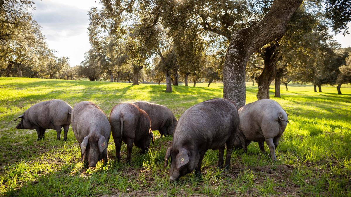 Cerdos ibéricos en una dehesa de Los Pedroches.
