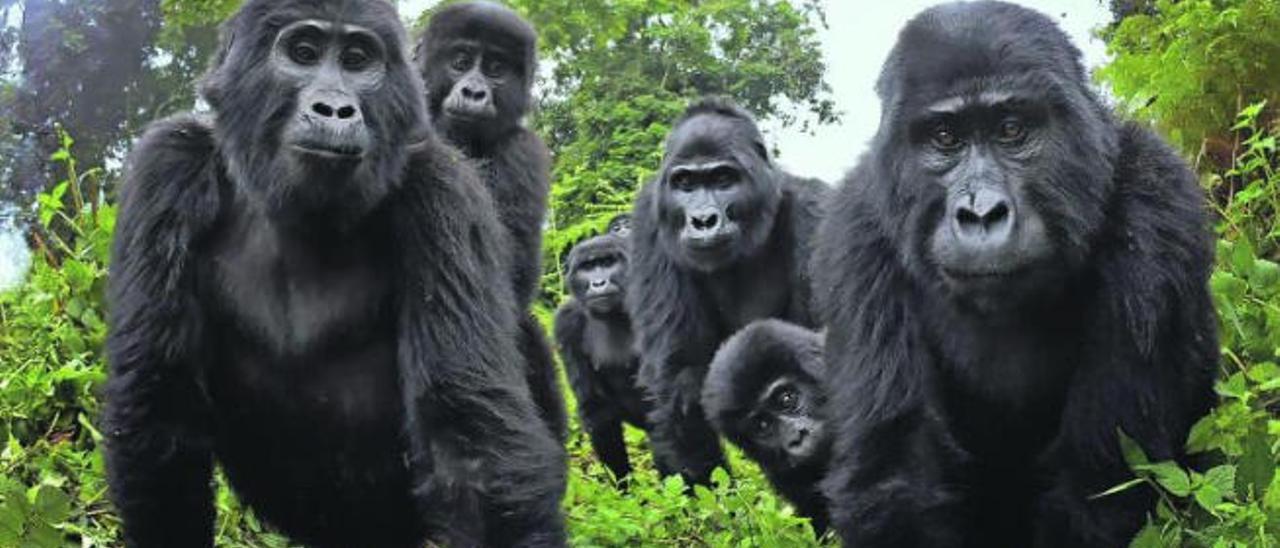 Fotograma del documento de la BBC emitido en enero de este año con una familia de gorilas grabada mientras observa las evoluciones del pequeño rob ot-gorila.