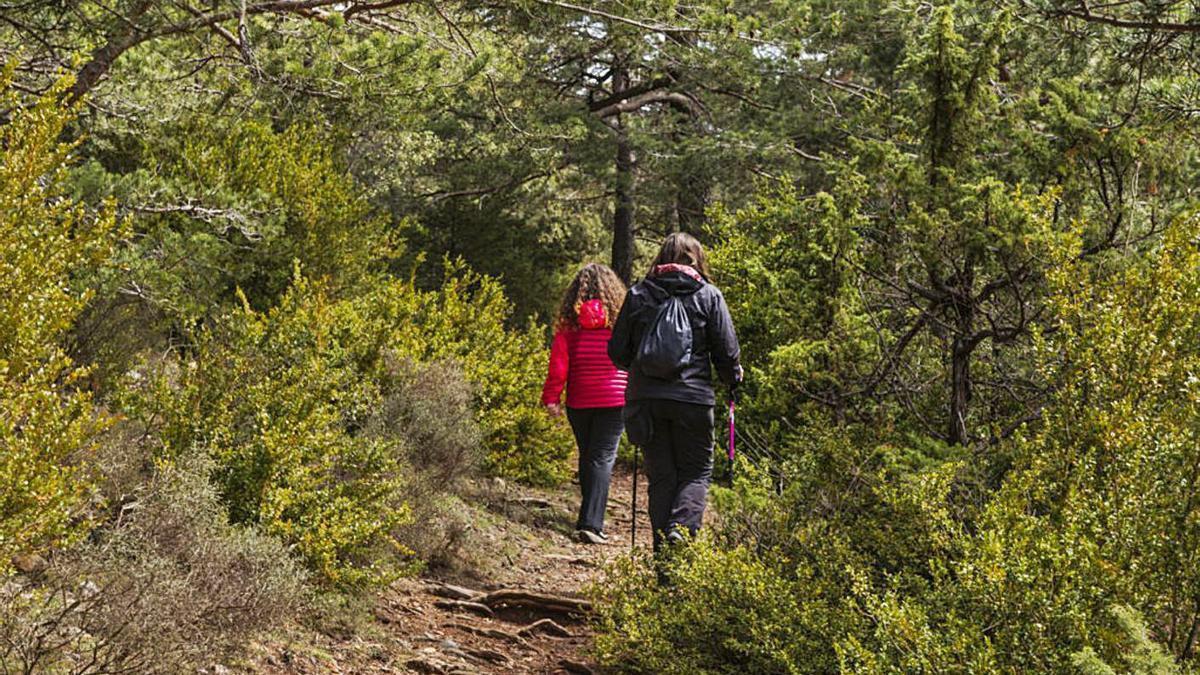 Dues excursionistes fan una ruta per un bosc del Solsonès