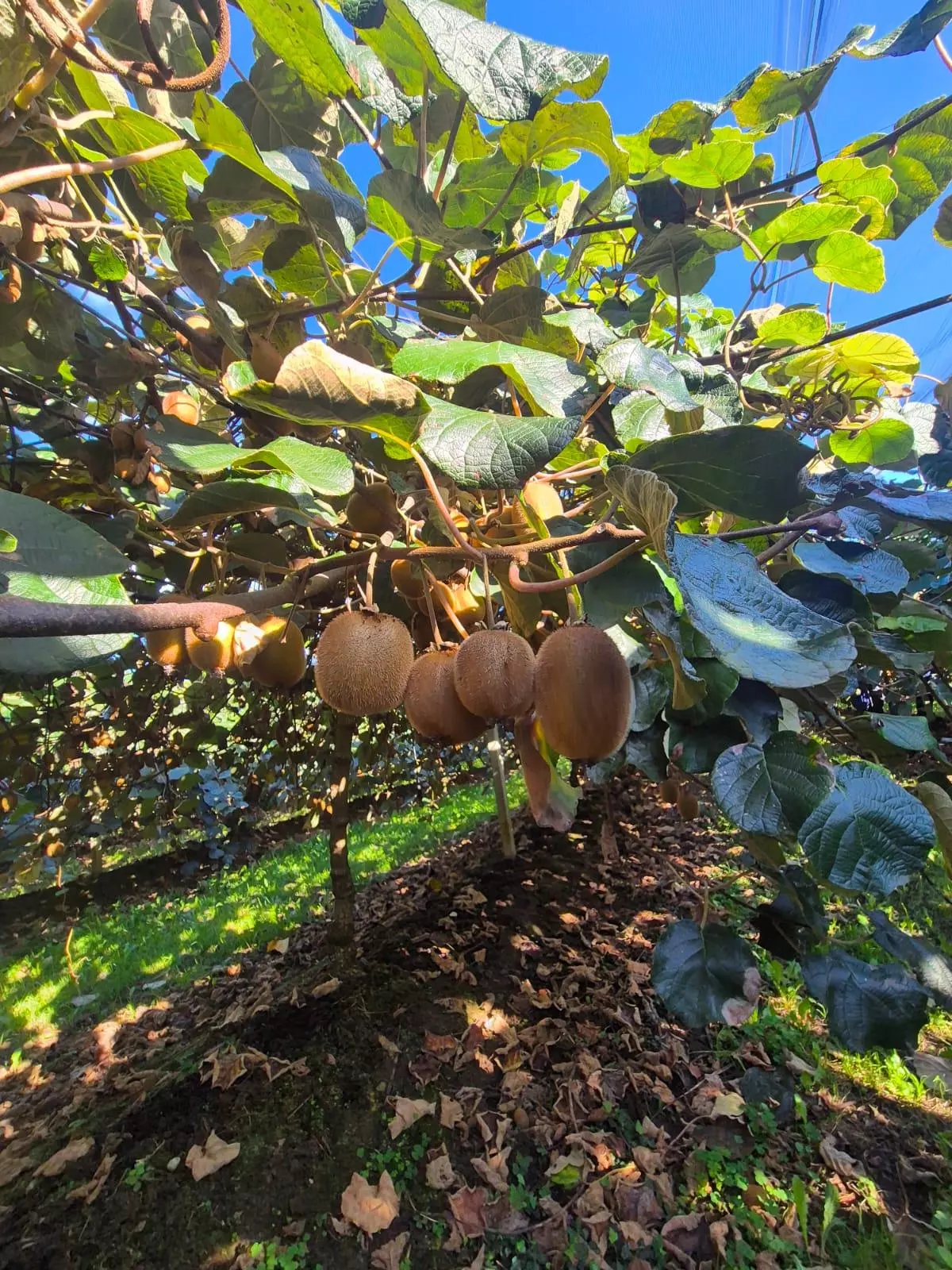 Optimismo entre los productores de kiwis de Salas, que esperan un 30 por ciento más de cosecha respecto a 2024