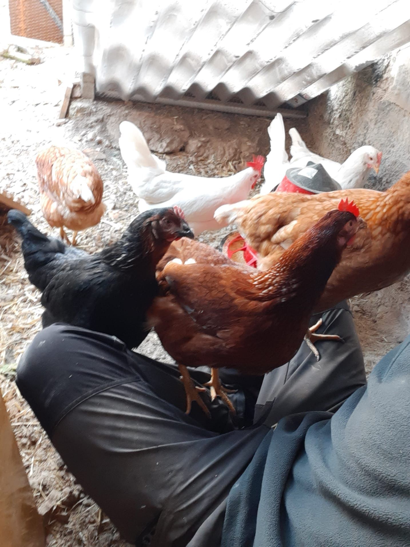FOTOGALERÍA | El huevo de gallina más grande de España, en La Almunia de Doña Godina