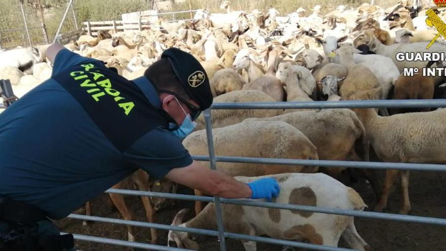 Inmovilizan en Alicante 355 cabezas de ganado destinadas a la Fiesta del Cordero