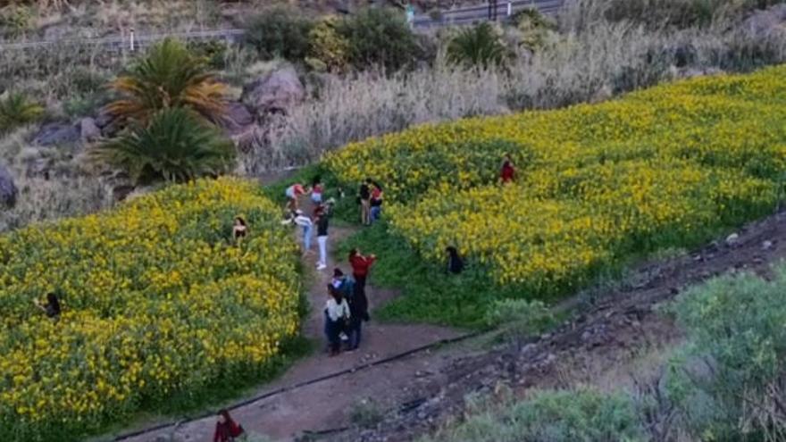 Guayedra se llena de girasoles y curiosos