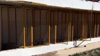 Intervienen una veintena de gallos de pelea en La Punta