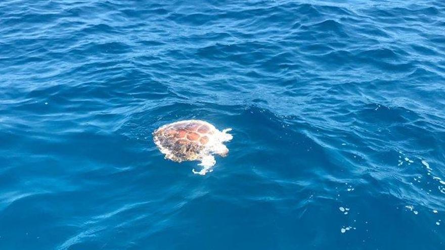 La tortuga babaua morta surant a Lloret de Mar