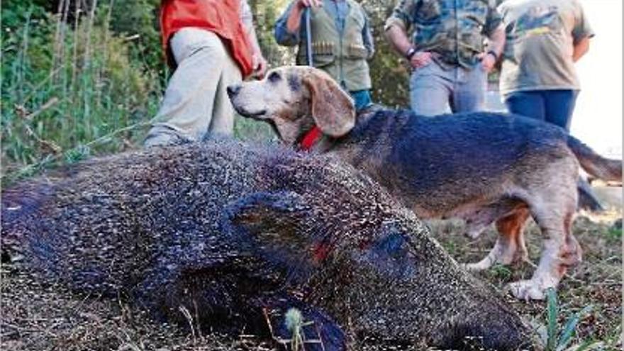 Diverses colles denuncien que els Forestals  pressionen els caçadors &quot;sense cap motiu&quot;