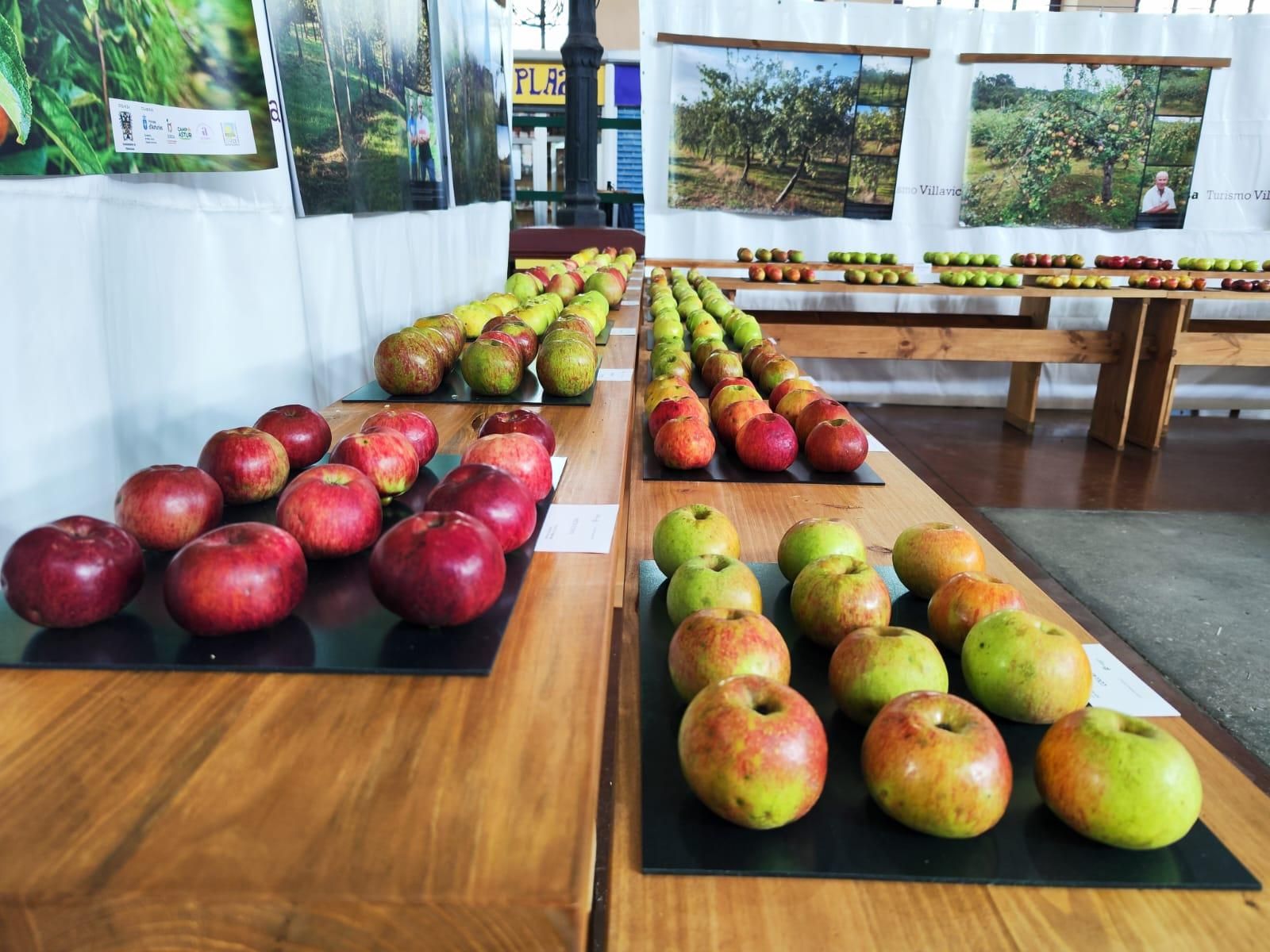 El Festival de la Manzana arranca en Villaviciosa: exposiciones, talleres y actividades infantiles