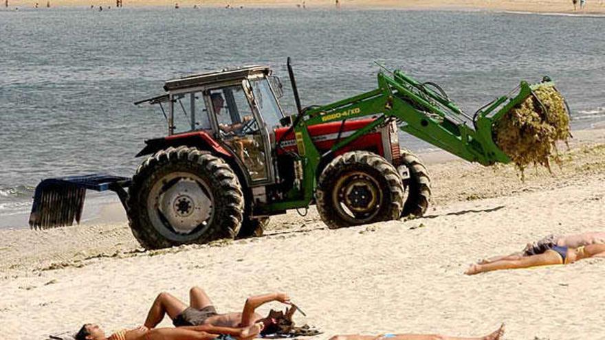 Un tractor recoge algas en la playa de A Ladeira para abono.  // FdV