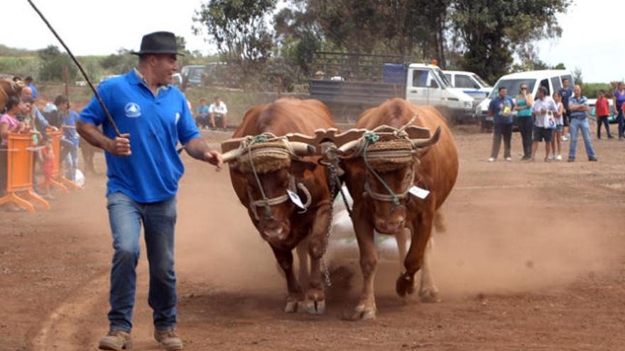 Enrique Naranjo, ganadero de Teror,  con una de sus yuntas durante el concurso de arrastre ayer en la finca de Osorio. |  juan carlos castro