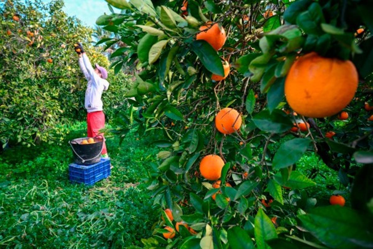 Imagen de la actual campaña de recogida de cítricos.