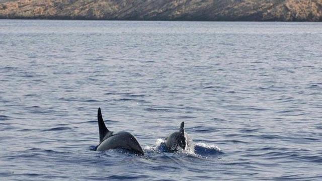 Delfines en la bahía de Sant Antoni, en una imagen de archivo.