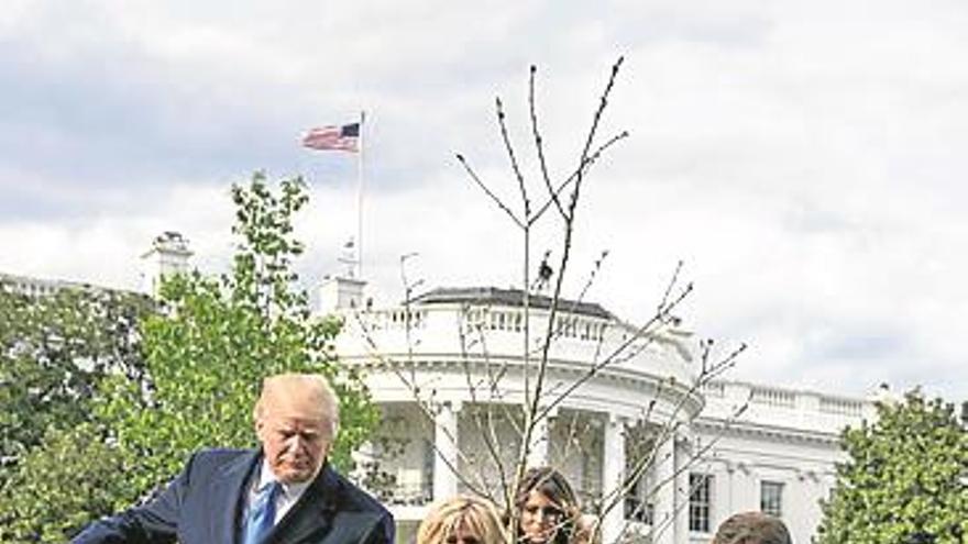 Desaparece el árbol plantado por Trump y Macron