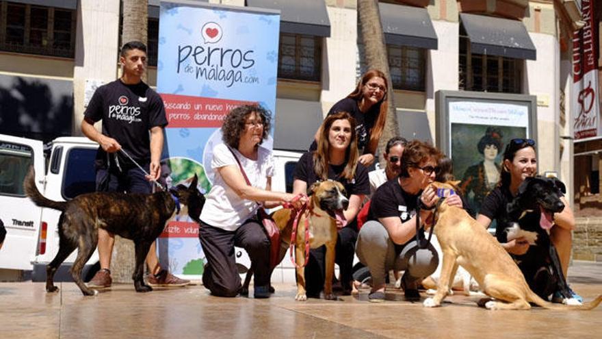 La plaza de la Constitución de Málaga ha acogido este sábado una singular pasarela protagonizada por 15 perros del Centro Zoosanitario Municipal.