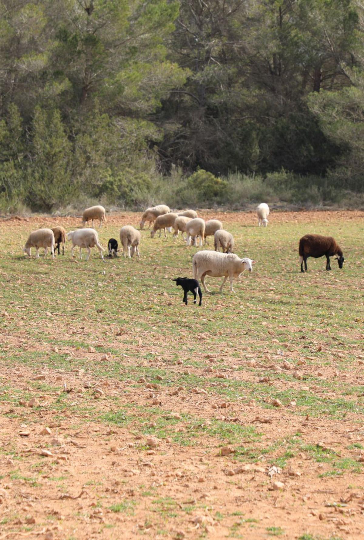 Cas Majoral, un proyecto agrario pionero en Formentera  | CAIB