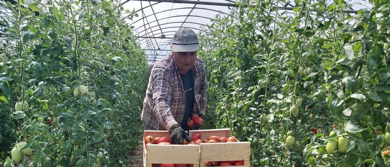 En la cooperativa Benihort ya se cosechan los primeros tomates de invernadero de la presente temporada estival.