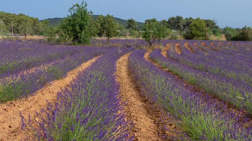 Ibiza se tiñe de lavanda