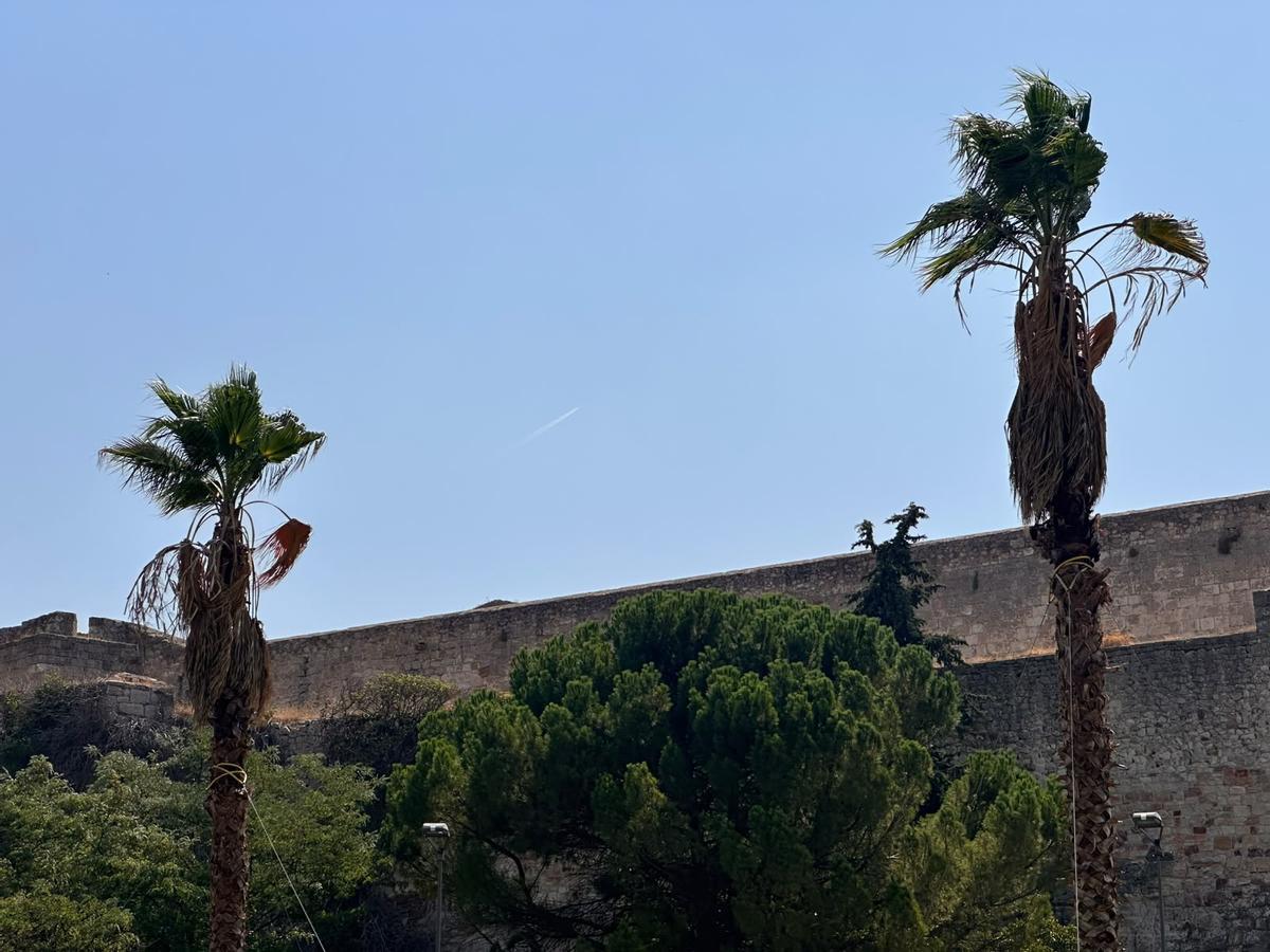 Las nuevas palmas verdes, visibles en la alto de los troncos.