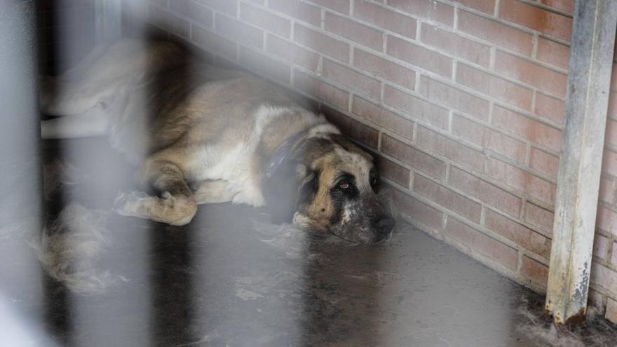 SOS de las protectoras por el "brutal" abandono de mascotas en verano