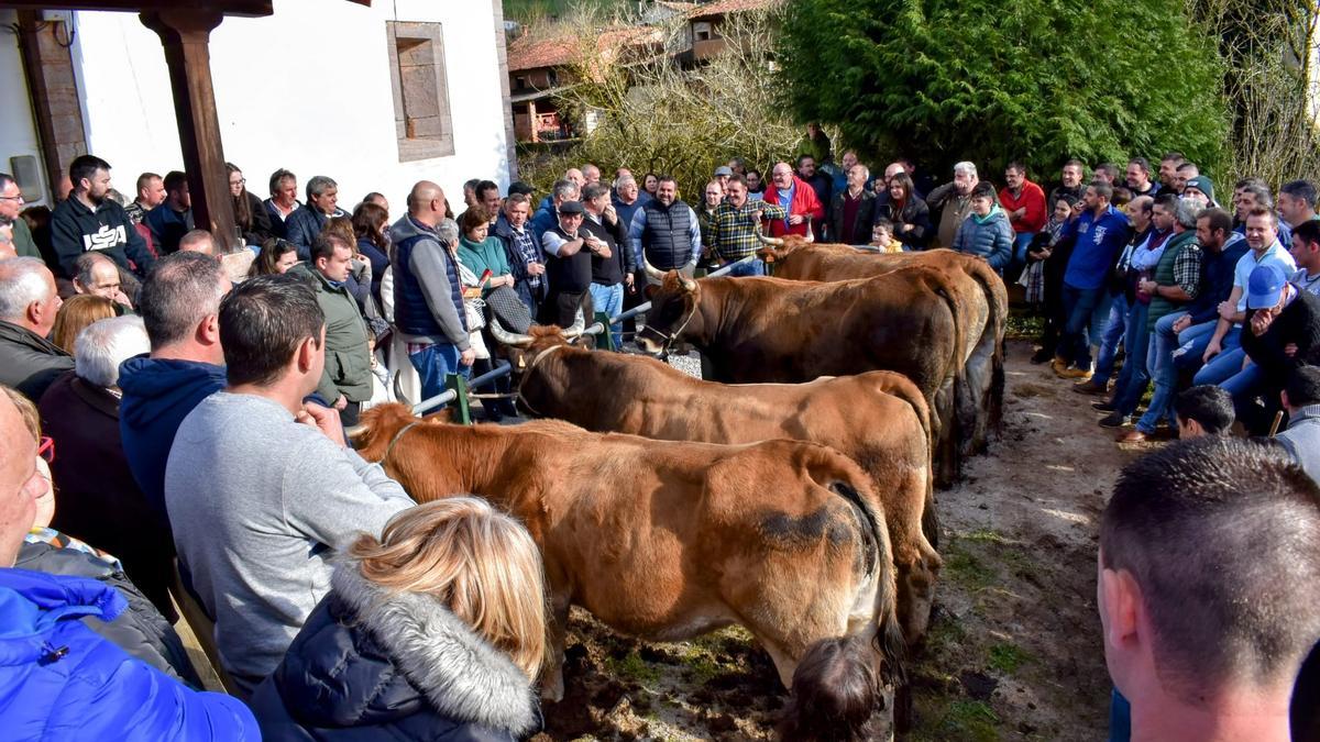 La subasta de novillas de San Antón, ayer, en Coalla (Grado)