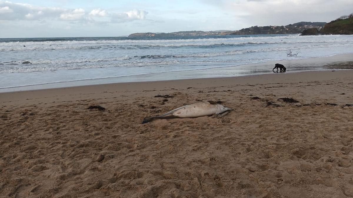Delfín varado en la playa de Bastiagueiro.