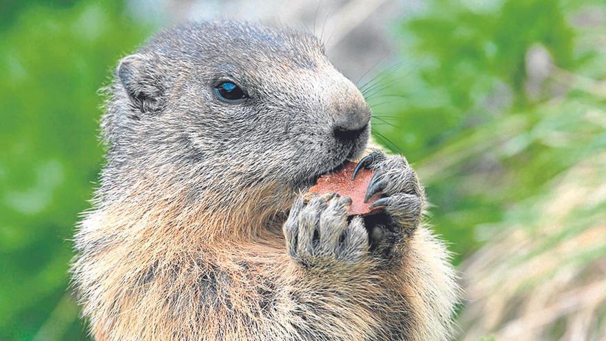 Marmota del Pirineo.