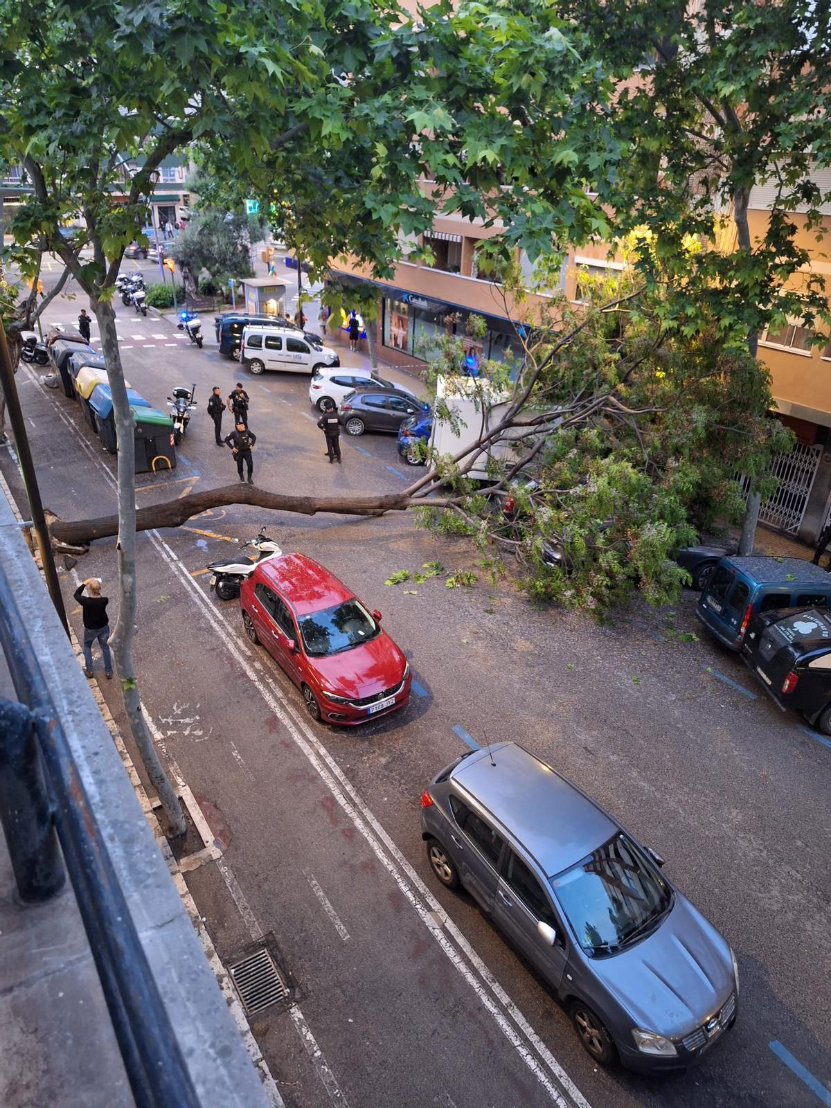 Un árbol de grandes dimensiones se desploma en Palma y obliga a cortar el tráfico