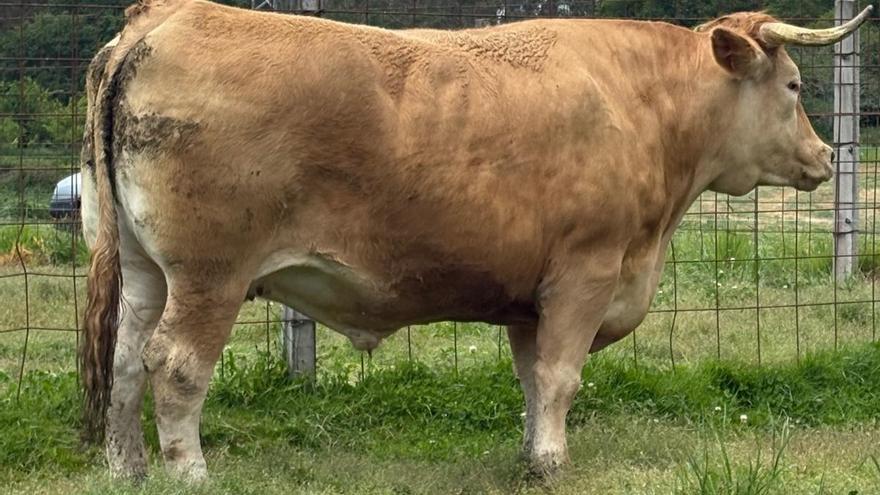 &#039;Bruno&#039;, el buey de más de 1.600 kilos que cruzó Galicia, España... ¿y Europa?