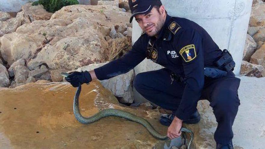 Localizan y atrapan una serpiente de más de metro y medio en Vinaròs