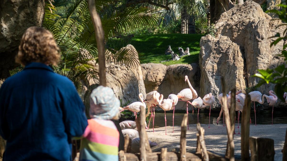 Bioparc Valencia abre todos los días de 10h a 19h y hasta las 20h a partir del 12 de abril.