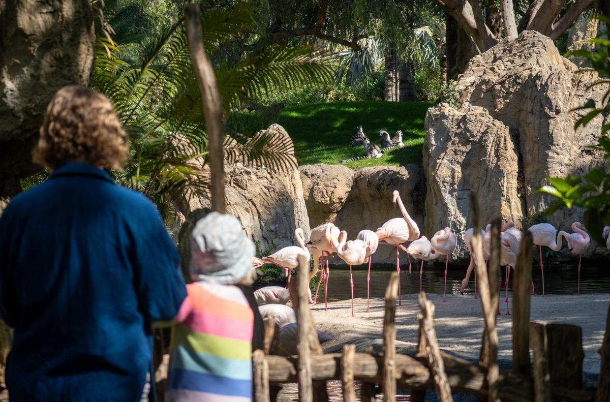 Bioparc Valencia abre todos los días de 10h a 19h y hasta las 20h a partir del 12 de abril.