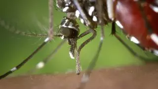 ¿Qué debes hacer si te pica el mosquito tigre?