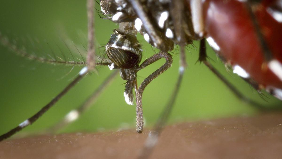Mosquito tigre: picadura, remedios y qué hacer.
