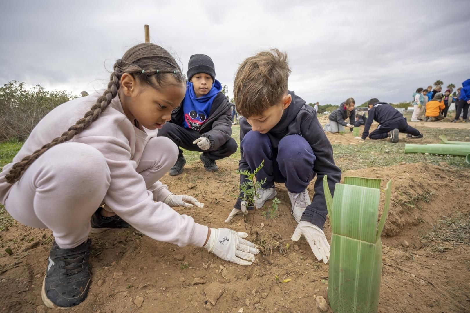 Jornada escolar plantación de especies autóctonas junto al parque natural de las lagunas de Torrevieja y La Mata