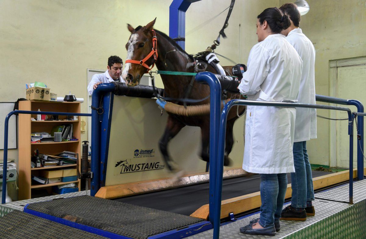 Investigadores del Instituto de Veterinaria Genética (IGEVET) realizan pruebas a un caballo de polo en la Universidad de La Plata en La Plata, Argentina.