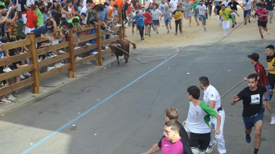 Fiestas del Toro en Benavente: El torito del alba Cascarrillo no completa el recorrido