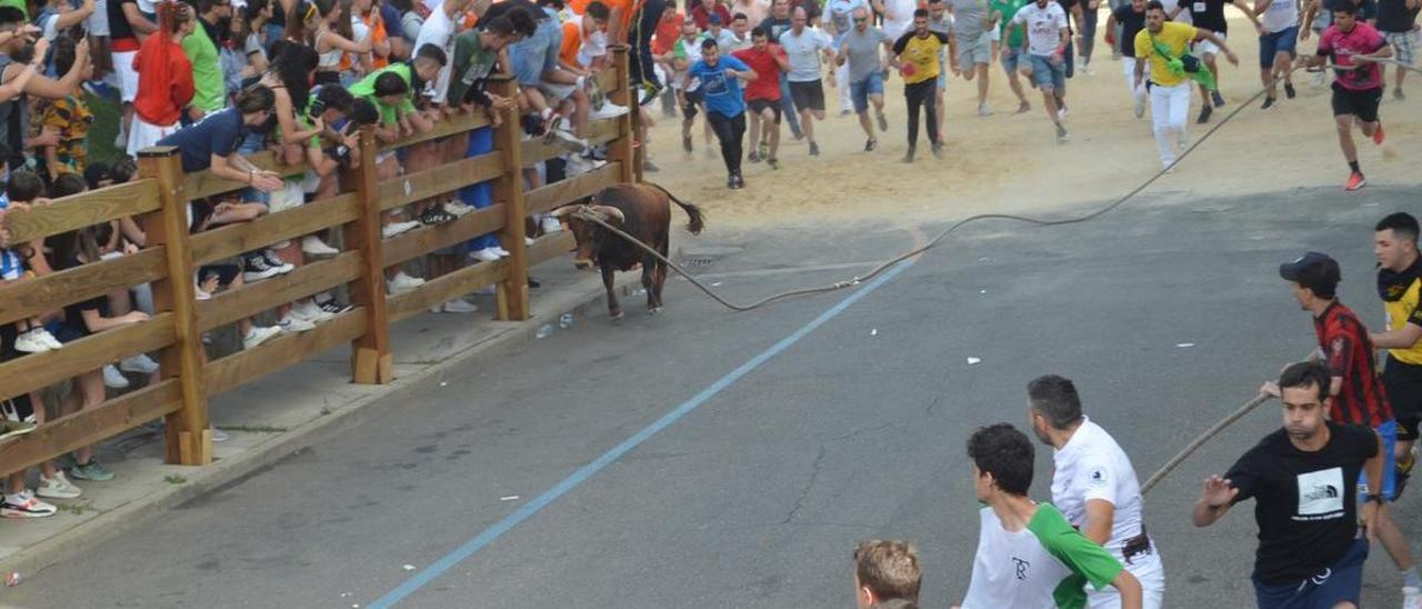 Recorrido del torito del alba Cascarrillo en Benavente. / E. P.