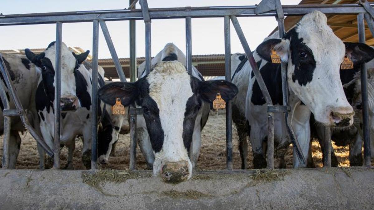 Vacas en una explotación de producción de leche en La Rioja.