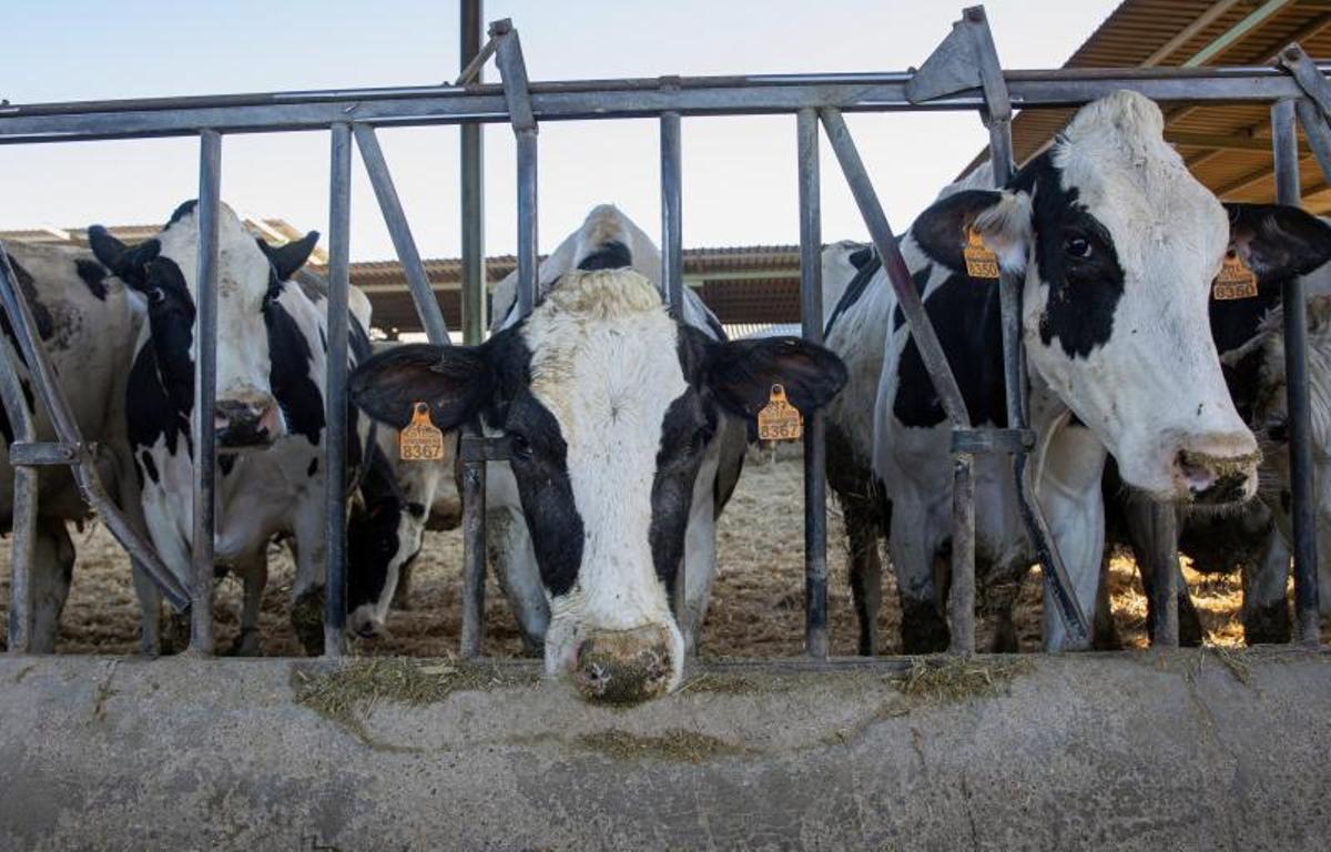 Vacas en una explotación de producción de leche en La Rioja.
