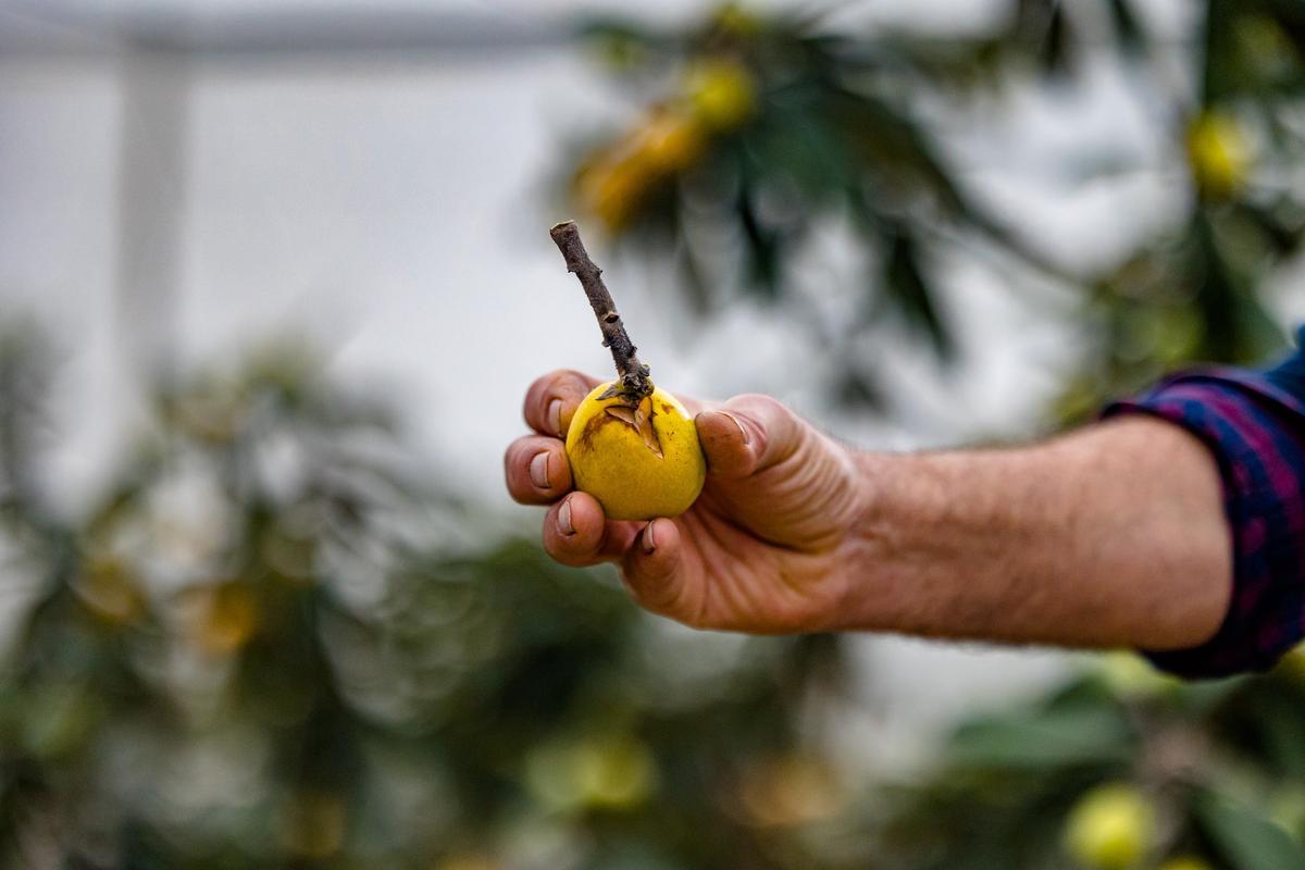 La lluvia echa a perder entre el 20 y el 25% de la cosecha de nísperos y los agricultores no cobrarán el seguro.